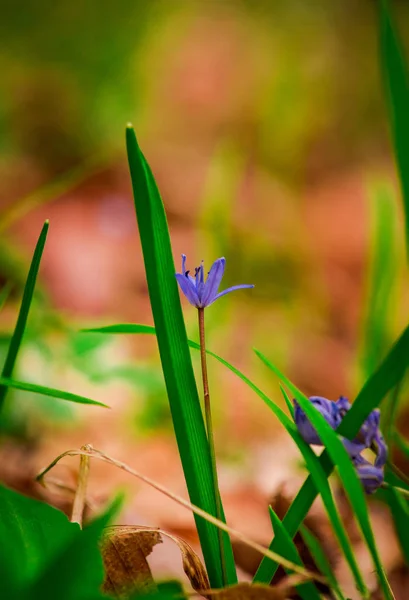 Early Spring Flowers Green Grass — Stock Photo, Image