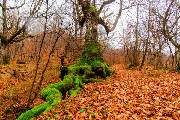 Paisaje Otoñal Día Octubre — Foto de Stock