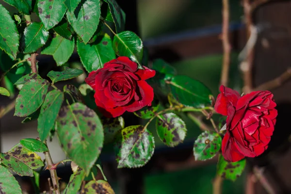 Красные Розы Растущие Зеленом Кусте Листьями — стоковое фото