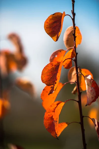 Jesienią Wewnątrz Dzikim Lesie — Zdjęcie stockowe