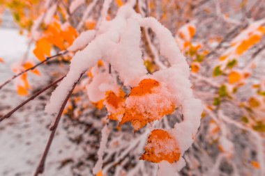  soğuk kış aylarında kar ağaçlar ile taze 