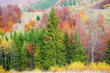 Sonbahar yatay, renkli ağaçlar, sonbahar sezon 
