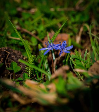 Erken bahar çiçekleri yeşil çim