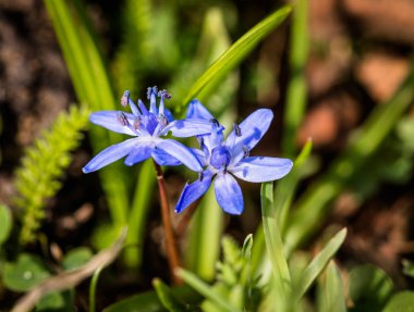Erken bahar çiçekleri yeşil çim