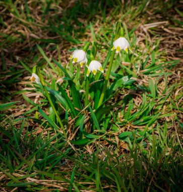 Erken bahar çiçekleri yeşil çim