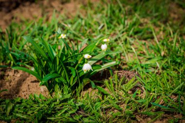 Erken bahar çiçekleri yeşil çim