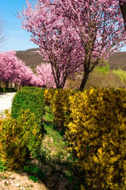 akasya çiçekler açar ile Bahçe bahar