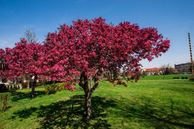 ağaç bahar bahçe yeşil çim çayır ile Bahar çiçeği 