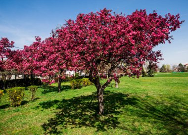 çiçeği bahar ağaç bahar bahçe yeşil çayır çimen 