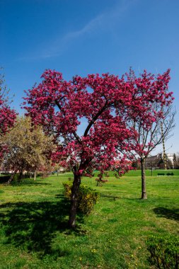 ağaç bahar bahçe yeşil çim çayır ile Bahar çiçeği 