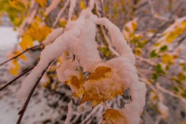Bomen Met Verse Sneeuw Koude Winter — Stockfoto
