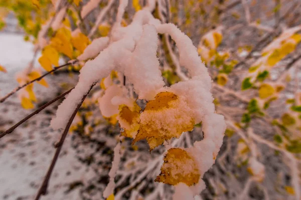Árboles Con Nieve Fresca Frío Invierno — Foto de Stock
