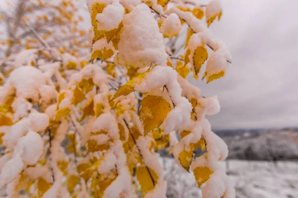 在寒冷的冬天有新鲜雪的树 — 图库照片