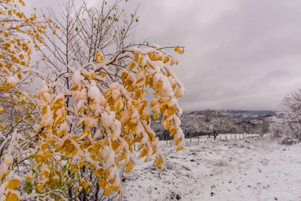 寒い冬に新鮮な雪の木 — ストック写真