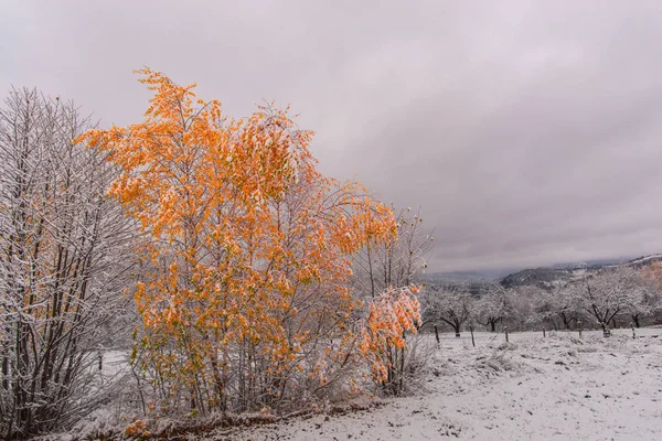Árboles Con Nieve Fresca Frío Invierno —  Fotos de Stock