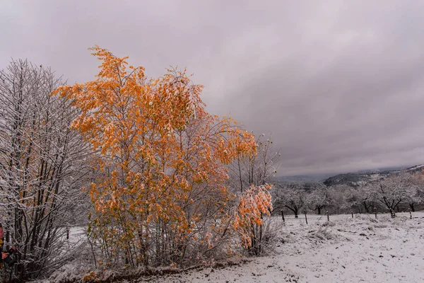 Bäume Mit Neuschnee Kalten Winter — Stockfoto