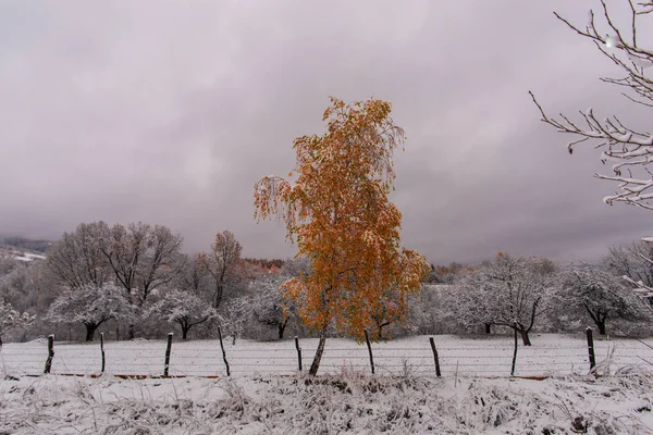 Árboles Con Nieve Fresca Frío Invierno —  Fotos de Stock