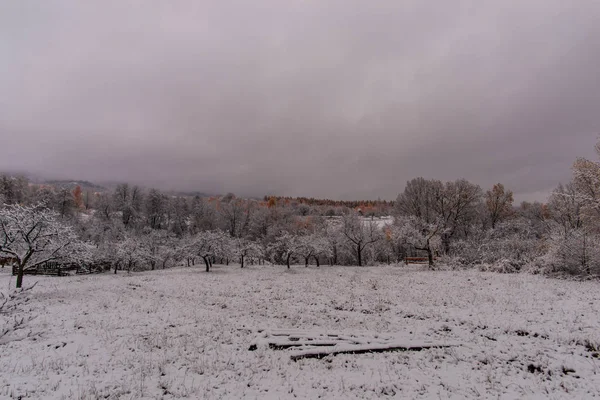 Arbres Avec Neige Fraîche Hiver Froid — Photo