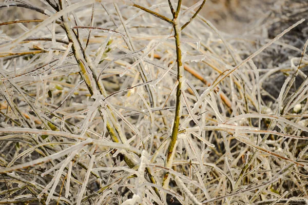 Dettaglio Veduta Rami Albero Smaltati Con Ghiaccio — Foto Stock