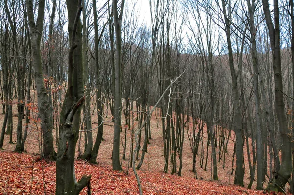 Autumnal forest with naked trees and fallen red leaves on ground.