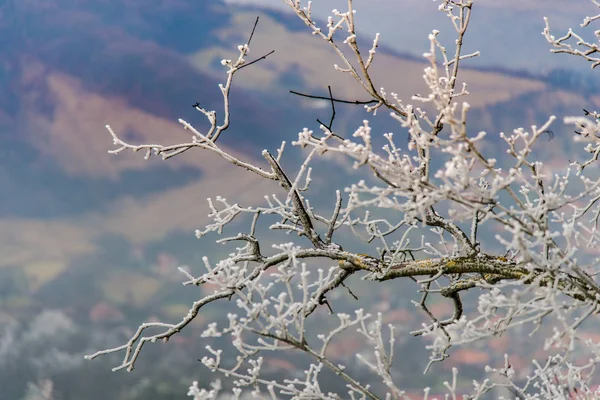 Uitzicht Vanaf Berg Bevroren Bomen Planten — Stockfoto