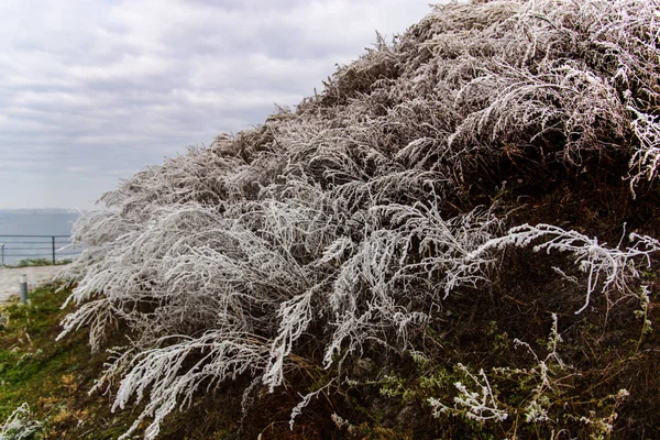 Vista Desde Montaña Los Árboles Plantas Congelados —  Fotos de Stock