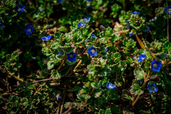 Early Spring Flowers Green Grass — Stock Photo, Image