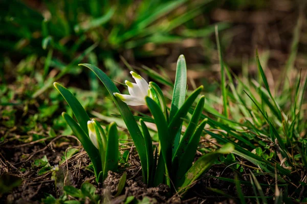 Blick Auf Schneeglöckchen Grünen Gras Frühling — Stockfoto