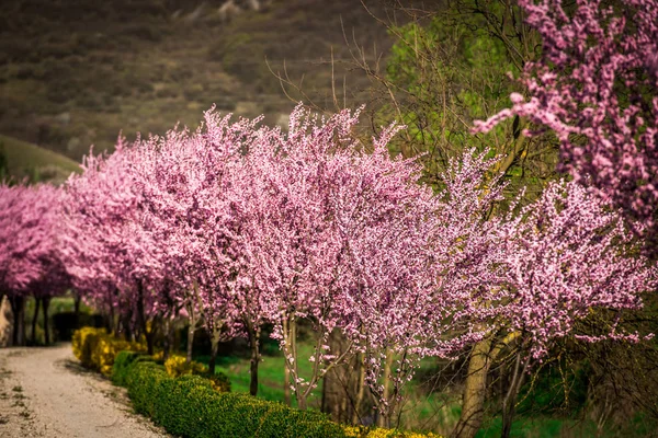 春のアカシアの花の咲く庭 — ストック写真