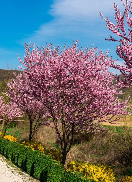 春のアカシアの花の咲く庭 — ストック写真