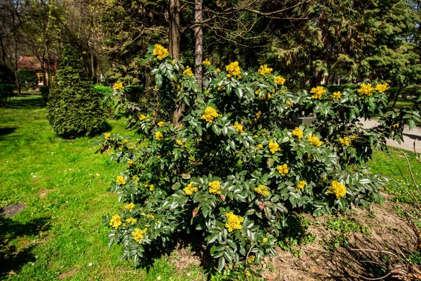 Park Mit Frischen Grünen Bäumen Und Sträuchern Mit Gelben Blumen — Stockfoto