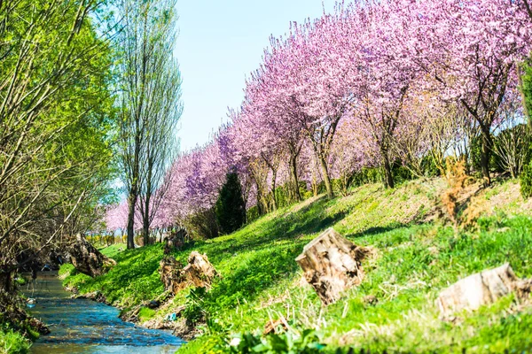 Spring Blooming Trees Blue River Flow Park — Stock Photo, Image