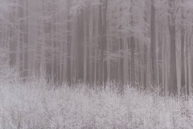 ormanda kış, kar kaplı ağaçlar 