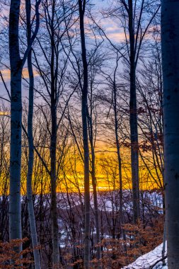 güzel gün batımı gökyüzü ve orman ağaçları 