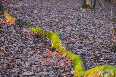 Moss ile ağaç gövdesi ayrıntı görünümü kabuk üzerinde