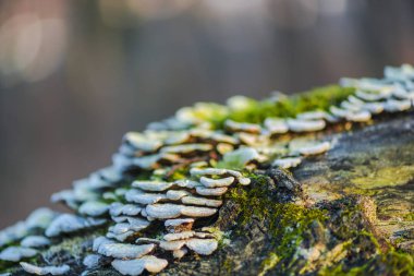 Moss ile ağaç gövdesi ayrıntı görünümü kabuk üzerinde