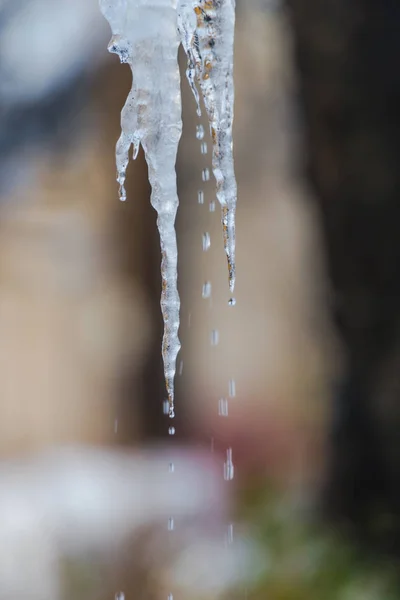 Fundir Los Carámbanos Invierno — Foto de Stock