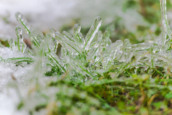 Gras Bedekt Met Ijs Wintertuin — Stockfoto