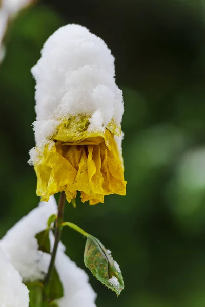 Flor Amarilla Otoñal Cubierta Nieve — Foto de Stock
