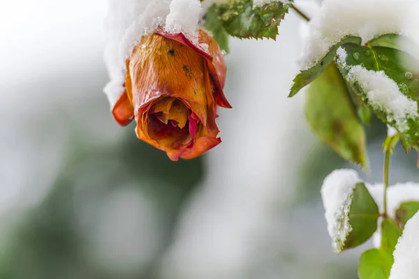 Snow Covered Rose Flower Bud Growing Bush — Stock Photo, Image