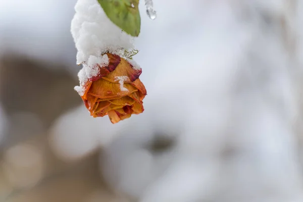 Покрытый Снегом Цветок Розы Растет Кусте — стоковое фото