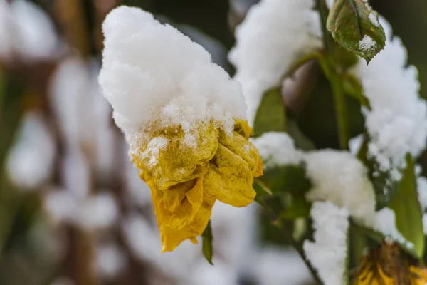 Flor Amarilla Otoñal Cubierta Nieve — Foto de Stock