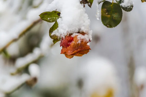 Capullo Flor Rosa Cubierta Nieve Creciendo Arbusto — Foto de Stock
