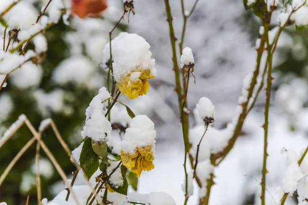 Plantas Jardín Otoñal Cubiertas Primera Nieve — Foto de Stock