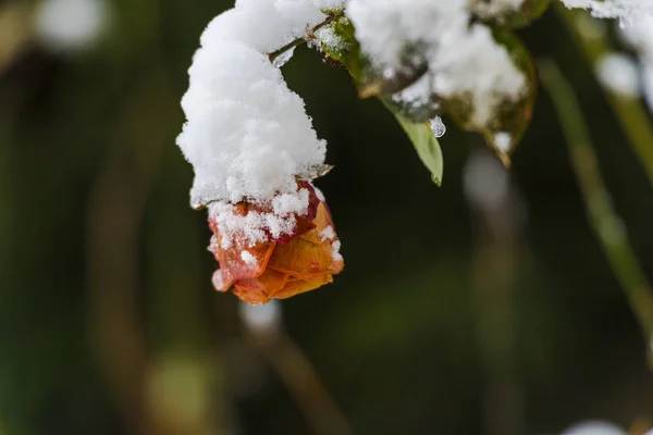 Capullo Flor Rosa Cubierta Nieve Creciendo Arbusto — Foto de Stock