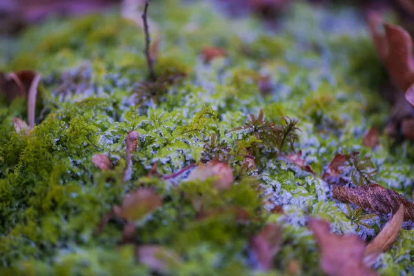 Vue Recadrée Mousse Verte Des Feuilles Séchées — Photo