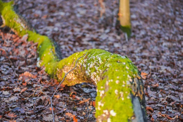 Detaljvy Trädstam Med Mossa Bark — Stockfoto