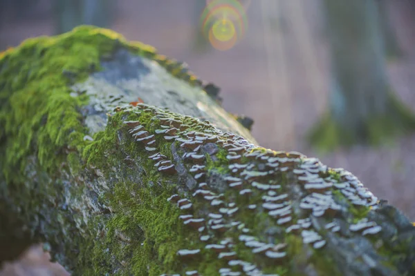 Vista Detallada Del Tronco Del Árbol Con Musgo Corteza — Foto de Stock