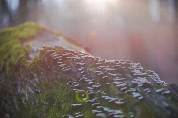 Detail view of tree trunk with moss on bark