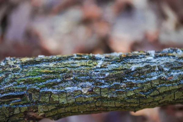 Vue Détaillée Tronc Arbre Avec Mousse Sur Écorce — Photo